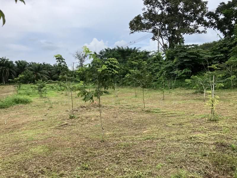 3 Rai 2 Ngarn with 300 Asian Rosewood Trees on Asian Highway, Chumphon Province, Chumphon, ทางหลวงสายเอเชีย, Ban Khuan, Lang Suan, Chumphon, , 5,764 sqm, Land For Sale, by วีรนุช จินาเพ็ญ, 500550277 - DDproperty.com