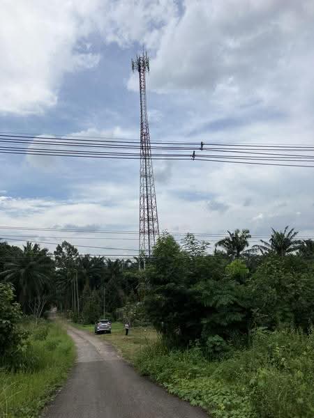 3 Rai 2 Ngarn with 300 Asian Rosewood Trees on Asian Highway, Chumphon Province, Chumphon, ทางหลวงสายเอเชีย, Ban Khuan, Lang Suan, Chumphon, , 5,764 sqm, Land For Sale, by วีรนุช จินาเพ็ญ, 500550277 - DDproperty.com