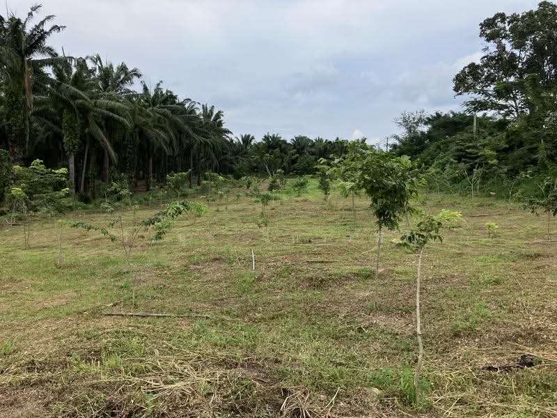 3 Rai 2 Ngarn with 300 Asian Rosewood Trees on Asian Highway, Chumphon Province, Chumphon, ทางหลวงสายเอเชีย, Ban Khuan, Lang Suan, Chumphon, , 5,764 sqm, Land For Sale, by วีรนุช จินาเพ็ญ, 500550277 - DDproperty.com