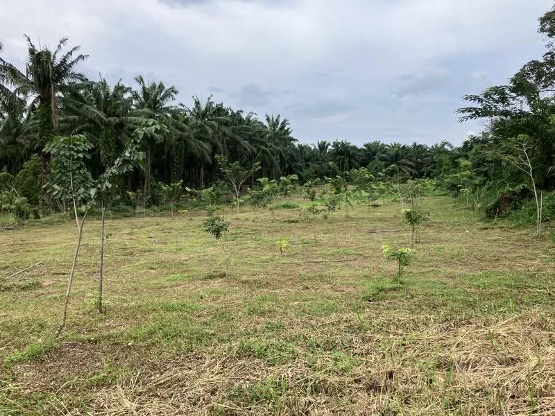 3 Rai 2 Ngarn with 300 Asian Rosewood Trees on Asian Highway, Chumphon Province, Chumphon, ทางหลวงสายเอเชีย, Ban Khuan, Lang Suan, Chumphon, , 5,764 sqm, Land For Sale, by วีรนุช จินาเพ็ญ, 500550277 - DDproperty.com