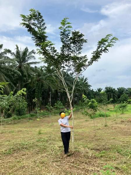 3 Rai 2 Ngarn with 300 Asian Rosewood Trees on Asian Highway, Chumphon Province, Chumphon, ทางหลวงสายเอเชีย, Ban Khuan, Lang Suan, Chumphon, , 5,764 sqm, Land For Sale, by วีรนุช จินาเพ็ญ, 500550277 - DDproperty.com
