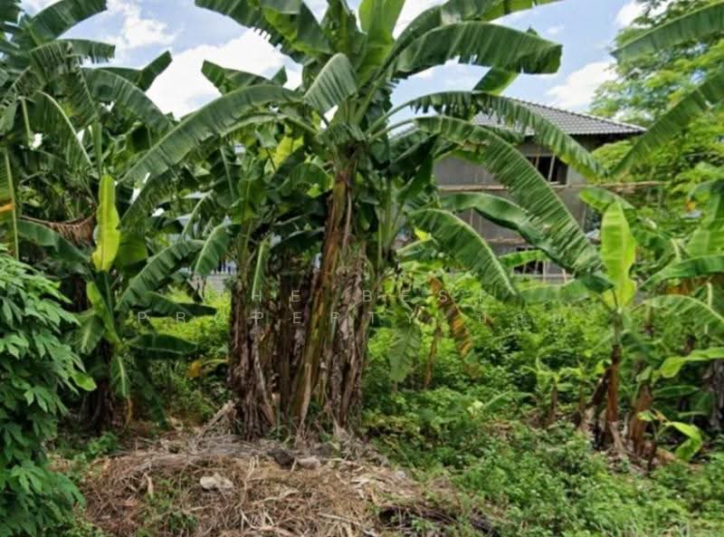 ที่ดินบ้านดู่ เชียงราย, Chiang Rai, Ban Du, Muang Chiang Rai, Chiang Rai, , 400 sqm, Land For Sale, by The Best Property บ๊วย, 500550296 - DDproperty.com