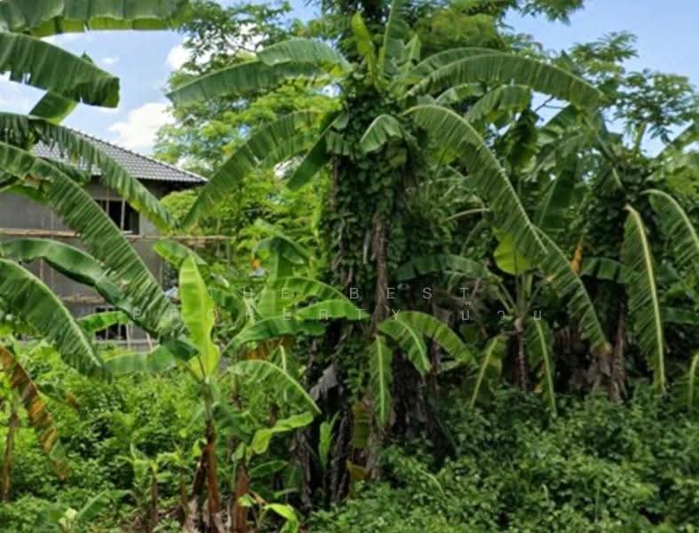 ที่ดินบ้านดู่ เชียงราย, Chiang Rai, Ban Du, Muang Chiang Rai, Chiang Rai, , 400 sqm, Land For Sale, by The Best Property บ๊วย, 500550296 - DDproperty.com