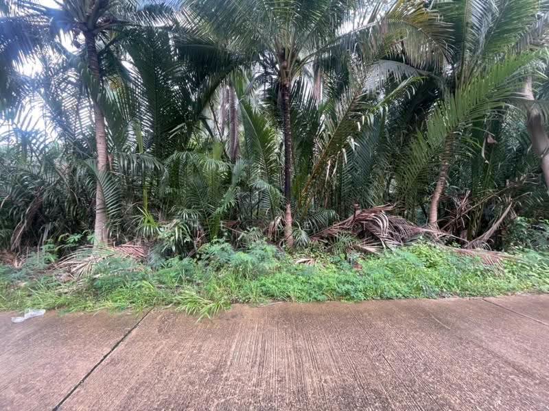 ที่ดินบ้านปรก สมุทรสงคราม, Samut Songkhram, Ban Prok, Muang Samut Songkhram, Samut Songkhram, , 6,600 sqm, Land For Sale, by The Best Property เมย์, 500552344 - DDproperty.com