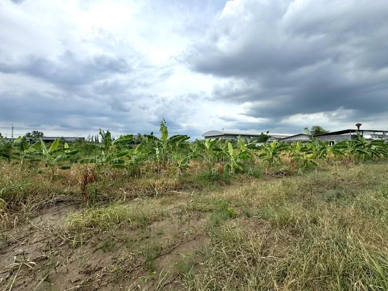 Khlong Luang Soi Bongkoch 30, Pathum Thani, คลอง2, Khlong Song, Khlong Luang, Pathum Thani, , 5,856 sqm, Land For Sale, by พัชณิกานต์ จีราพัชไพศาล, 500552425 - DDproperty.com