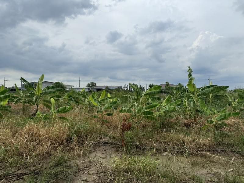 Khlong Luang Soi Bongkoch 30, Pathum Thani, คลอง2, Khlong Song, Khlong Luang, Pathum Thani, , 5,856 sqm, Land For Sale, by พัชณิกานต์ จีราพัชไพศาล, 500552425 - DDproperty.com