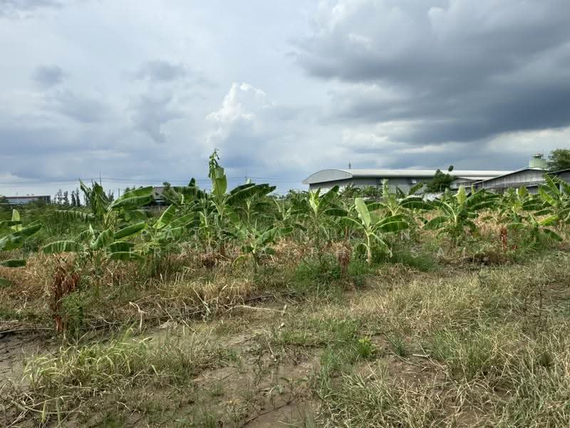 Khlong Luang Soi Bongkoch 30, Pathum Thani, คลอง2, Khlong Song, Khlong Luang, Pathum Thani, , 5,856 sqm, Land For Sale, by พัชณิกานต์ จีราพัชไพศาล, 500552425 - DDproperty.com