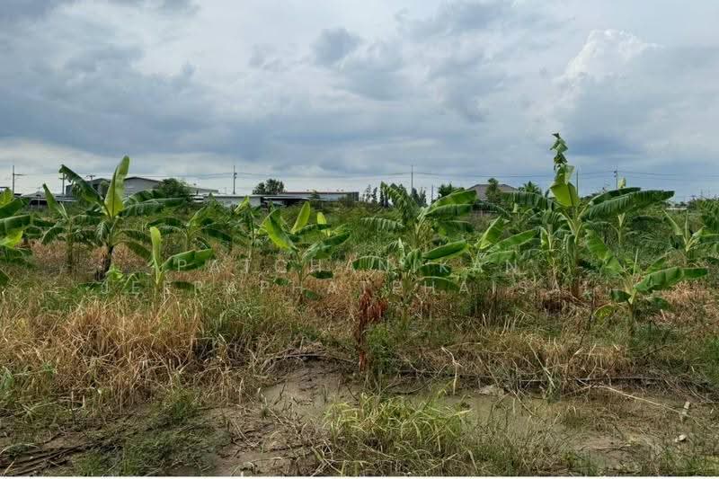 Khlong Luang Soi Bongkoch 30, Pathum Thani, คลอง2, Khlong Song, Khlong Luang, Pathum Thani, , 5,856 sqm, Land For Sale, by พัชณิกานต์ จีราพัชไพศาล, 500552425 - DDproperty.com