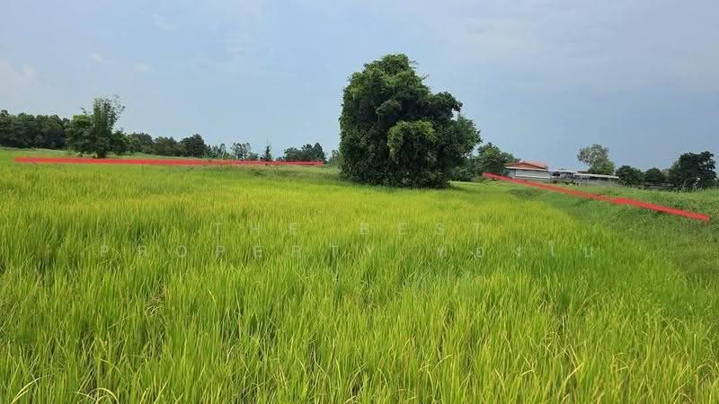 ที่ดินศรีสมเด็จ ร้อยเอ็ด, Roi Et, Suan Chik, Sri Somdet, Roi Et, , 8,372 sqm, Land For Sale, by The Best Property ทองใบ, 500552510 - DDproperty.com