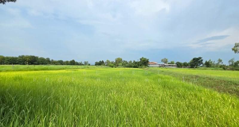 ที่ดินศรีสมเด็จ ร้อยเอ็ด, ร้อยเอ็ด, สวนจิก, ศรีสมเด็จ, ร้อยเอ็ด, 8,372 ตร.ม., ที่ดิน ขาย, โดย The Best Property ทองใบ, 500552510 - DDproperty.com