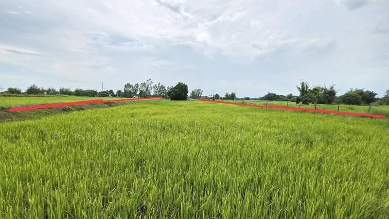 ที่ดินศรีสมเด็จ ร้อยเอ็ด, Roi Et, Suan Chik, Sri Somdet, Roi Et, , 8,372 sqm, Land For Sale, by The Best Property ทองใบ, 500552510 - DDproperty.com