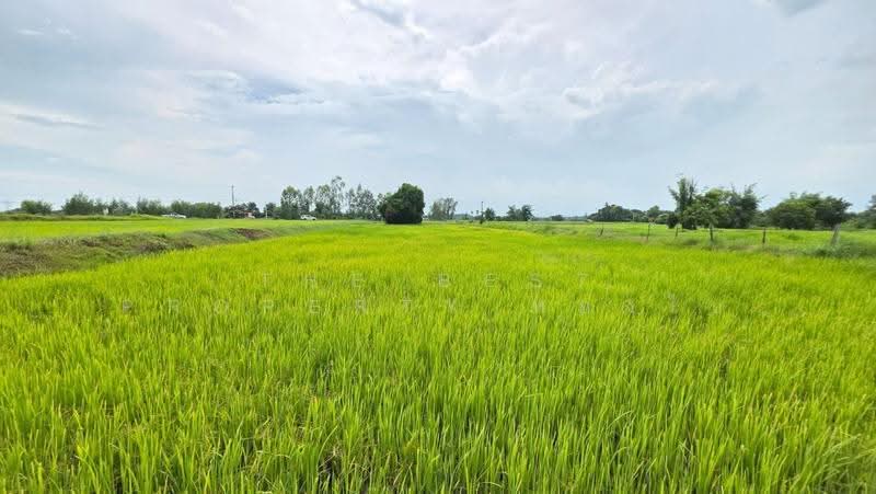ที่ดินศรีสมเด็จ ร้อยเอ็ด, Roi Et, Suan Chik, Sri Somdet, Roi Et, , 8,372 sqm, Land For Sale, by The Best Property ทองใบ, 500552510 - DDproperty.com