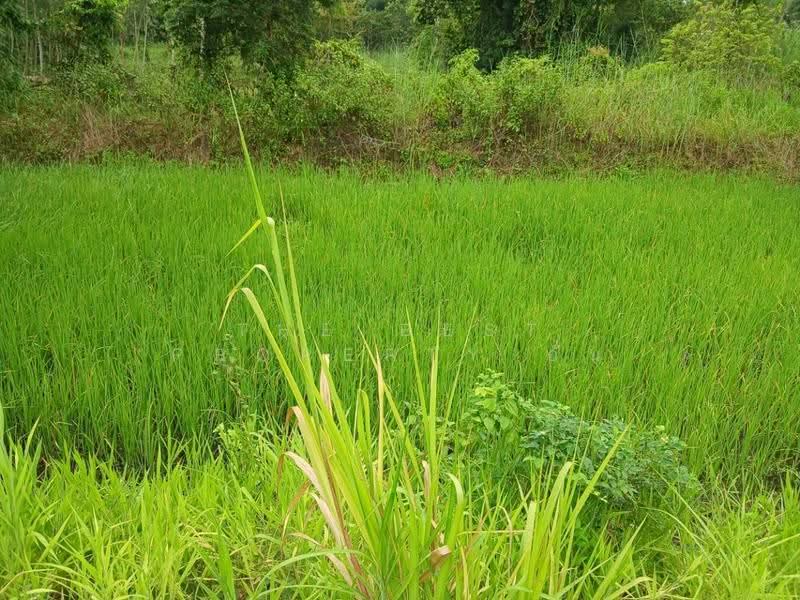 ที่ดินนาแก นครพนม, nakhon-phanom, Ban Khang, Na Kae, Nakhon Phanom, , 9,856 sqm, Land For Sale, by The Best Property อั๋น, 500552788 - DDproperty.com