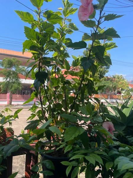 Baan Koon Suk 1, Chon Buri (Pattaya), Bang Sa-re, Sattahip, Chon Buri (Pattaya), 3 Bedrooms, 130 sqm, Single Detached House For Sale, by Supicha Chorjong, 500552934 - DDproperty.com