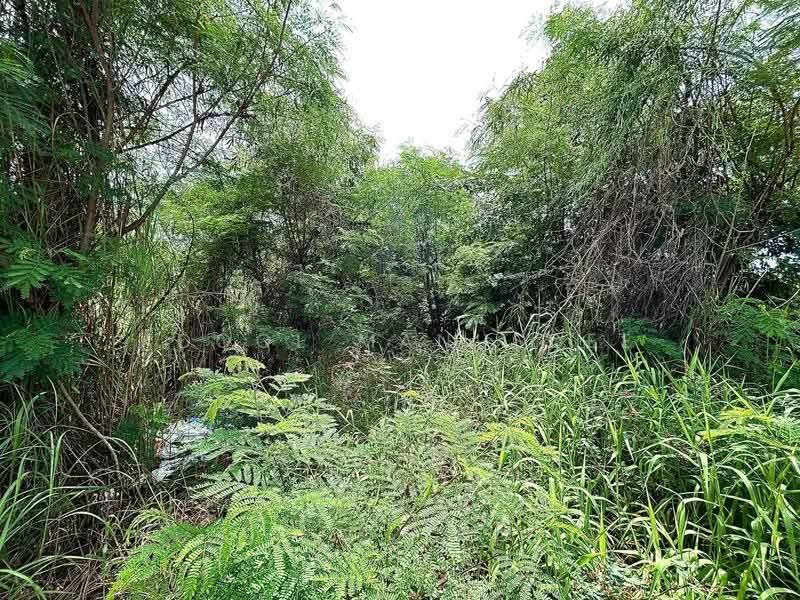 ที่ดินเปล่า บางกรวย นนทบุรี, นนทบุรี, ศาลากลาง, บางกรวย, นนทบุรี, 300 ตร.ม., ที่ดิน ขาย, โดย Adool Manusdee, 500552999 - DDproperty.com
