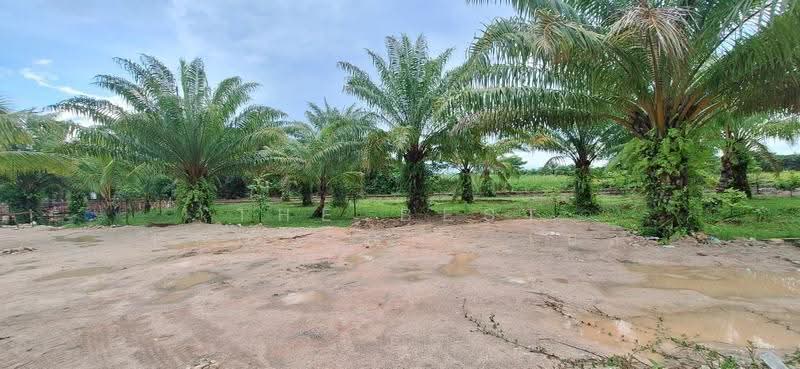 ที่ดินท่าซัก นครศรีธรรมราช, นครศรีธรรมราช, ท่าซัก, เมืองนครศรีธรรมราช, นครศรีธรรมราช, 802 ตร.ม., ที่ดิน ขาย, โดย The Best Property เบล, 500553181 - DDproperty.com