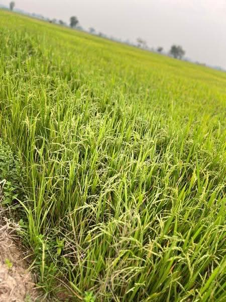 ที่ดินสากเหล็ก พิจิตร, พิจิตร, สากเหล็ก, พิจิตร, 20,884 ตร.ม., ที่ดิน ขาย, โดย The Best Property แก้มบุ๋ม, 500553651 - DDproperty.com