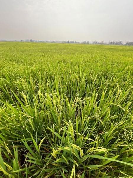 ที่ดินสากเหล็ก พิจิตร, พิจิตร, สากเหล็ก, พิจิตร, 20,884 ตร.ม., ที่ดิน ขาย, โดย The Best Property แก้มบุ๋ม, 500553651 - DDproperty.com