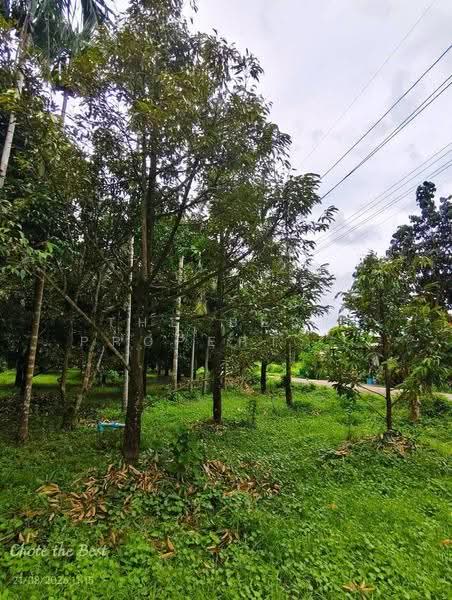 ที่ดินมะขาม จันทบุรี, Chanthaburi, Makham, Chanthaburi, , 3,128 sqm, Land For Sale, by The Best Property  โชติ, 500555384 - DDproperty.com