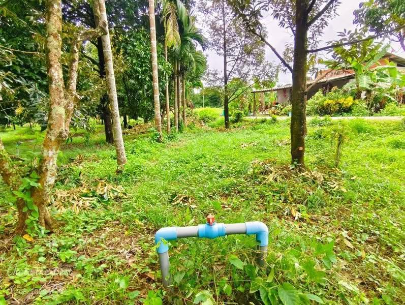 ที่ดินมะขาม จันทบุรี, Chanthaburi, Makham, Chanthaburi, , 3,128 sqm, Land For Sale, by The Best Property  โชติ, 500555384 - DDproperty.com