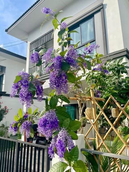 Lumpini Townplace Sukhumvit-Srinakarin : ลุมพินี ทาวน์เพลส สุขุมวิท-ศรีนครินทร์, สมุทรปราการ, สำโรงเหนือ, เมืองสมุทรปราการ, สมุทรปราการ, 158 ตร.ม., บ้านเดี่ยว ให้เช่า, โดย Thiti Boonchurn, 500555697 - DDproperty.com