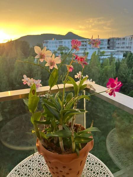 Baan View Viman, Prachuap Khiri Khan, 85 Hua Soi Hua Don 8, Nong Kae, Hua Hin, Prachuap Khiri Khan, 1 Bedroom, 44 sqm, Condo For Sale, by Chutima Saenieo, 500556423 - DDproperty.com
