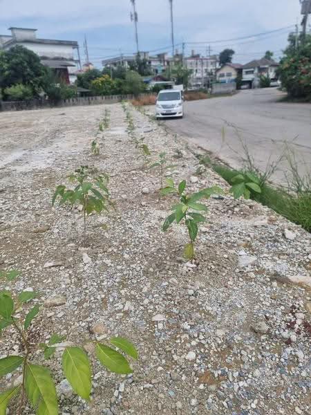 ที่ดินซอยคุ้มเกล้า 46, Bangkok, Lam Pla Tiew, Lat Krabang, Bangkok, , 2,232 sqm, Land For Sale, by Pimlada Lertritrungmanee, 500556447 - DDproperty.com
