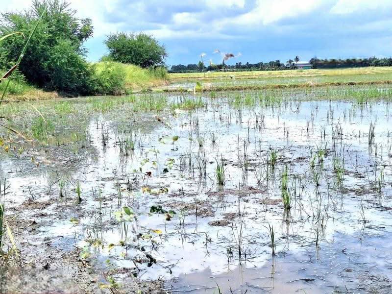 ที่ดินโคกโคเฒ่า สุพรรณบุรี, Suphan Buri, Khok Kho Thao, Muang Suphanburi, Suphan Buri, , 6,400 sqm, Land For Sale, by The Best Property หาญ, 500557074 - DDproperty.com