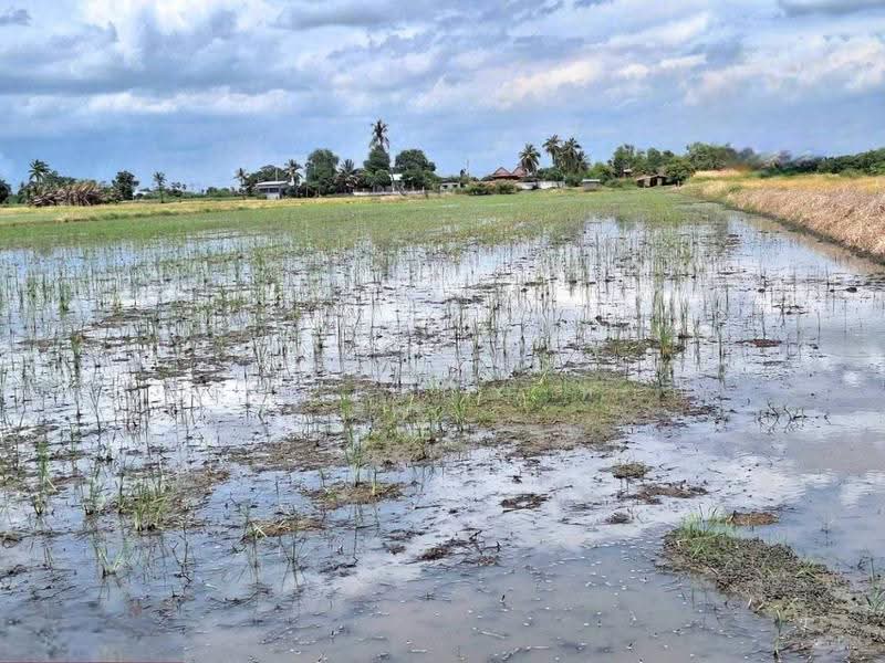 ที่ดินโคกโคเฒ่า สุพรรณบุรี, Suphan Buri, Khok Kho Thao, Muang Suphanburi, Suphan Buri, , 6,400 sqm, Land For Sale, by The Best Property หาญ, 500557074 - DDproperty.com