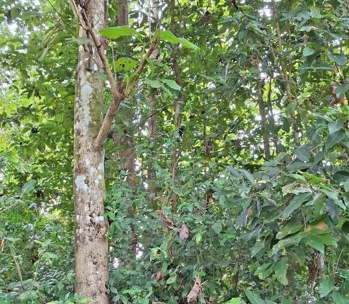 ที่ดินปากพลี นครนายก, นครนายก, โคกกรวด, ปากพลี, นครนายก, 1,442 ตร.ม., ที่ดิน ขาย, โดย The Best Property รุ้ง, 500557281 - DDproperty.com