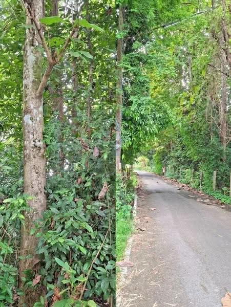 ที่ดินปากพลี นครนายก, นครนายก, โคกกรวด, ปากพลี, นครนายก, 1,442 ตร.ม., ที่ดิน ขาย, โดย The Best Property รุ้ง, 500557281 - DDproperty.com