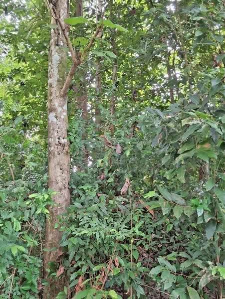 ที่ดินปากพลี นครนายก, นครนายก, โคกกรวด, ปากพลี, นครนายก, 1,442 ตร.ม., ที่ดิน ขาย, โดย The Best Property รุ้ง, 500557281 - DDproperty.com