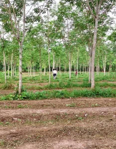 ที่ดินทุ่งสง นครศรีธรรมราช, Nakhon Si Thammarat, Khao Ro, Thung Song, Nakhon Si Thammarat, , 17,232 sqm, Land For Sale, by The Best Property เบล, 500558989 - DDproperty.com