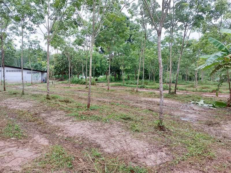 ที่ดินทุ่งสง นครศรีธรรมราช, Nakhon Si Thammarat, Khao Ro, Thung Song, Nakhon Si Thammarat, , 17,232 sqm, Land For Sale, by The Best Property เบล, 500558989 - DDproperty.com