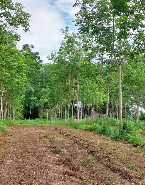 ที่ดินทุ่งสง นครศรีธรรมราช, Nakhon Si Thammarat, Khao Ro, Thung Song, Nakhon Si Thammarat, , 17,232 sqm, Land For Sale, by The Best Property เบล, 500558989 - DDproperty.com