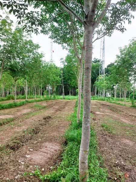 ที่ดินทุ่งสง นครศรีธรรมราช, Nakhon Si Thammarat, Khao Ro, Thung Song, Nakhon Si Thammarat, , 17,232 sqm, Land For Sale, by The Best Property เบล, 500558989 - DDproperty.com