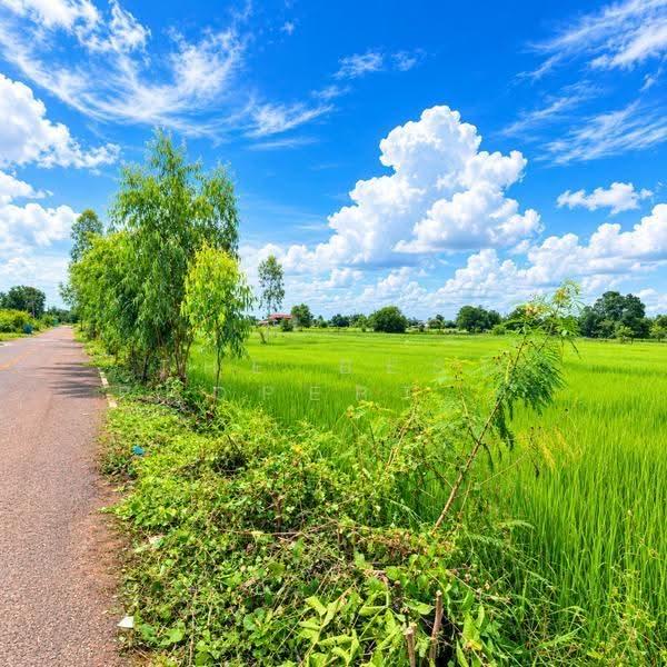 ที่ดินธาตุพนม นครพนม, Nakhon Phanom, That Phanom, Nakhon Phanom, , 5,335 sqm, Land For Sale, by The Best Property แมว, 500559044 - DDproperty.com