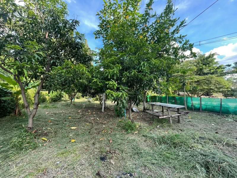 ขายที่ดินเปล่าติดถนน หมู่บ้านลานทอง ปากเกร็ด ที่สวย ทำเลดี ขายถูก, Nonthaburi, Bang Phut, Pak Kret, Nonthaburi, , 664 sqm, Land For Sale, by ปภาดา อัครเกียรติภูมิ, 500562813 - DDproperty.com