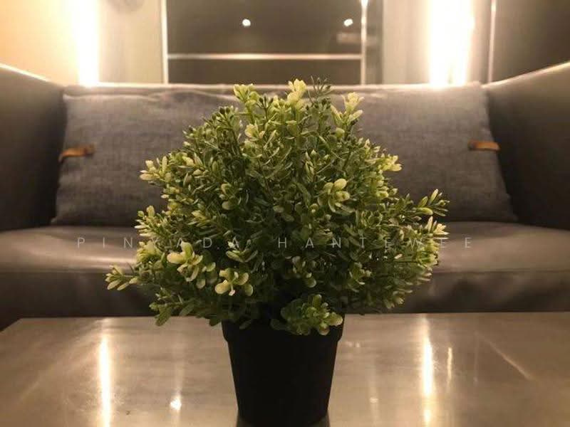 IDEO Q Siam-Ratchathewi, Bangkok, Phetchaburi Road, Thanon Phaya Thai, Ratchathewi, Bangkok, 1 Bedroom, 35 sqm, Condo For Rent, by Pinyada Hantewee, 500562869 - DDproperty.com