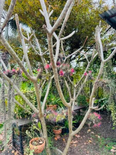 บ้าน 4-ห้องนอน, กรุงเทพ, สามวาตะวันออก, คลองสามวา, กรุงเทพ, 1,600 ตร.ม., บ้านเดี่ยว ขาย, โดย Rasita Maneelam, 500562935 - DDproperty.com