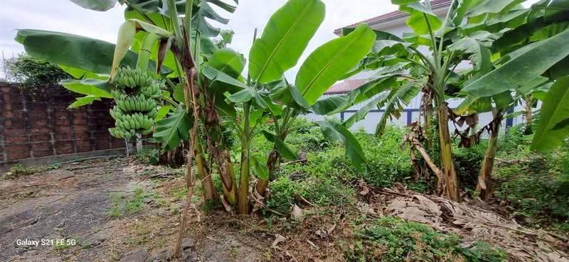 ที่ดินเปล่า 69.9 ตร.ว. ที่ดิน หมู่บ้านชัยพฤกษ์1 ลาดกระบัง ซอยคุ้มเกล้า7, กรุงเทพ, ถนนคุ้มเกล้า, ลำปลาทิว, ลาดกระบัง, กรุงเทพ, 280 ตร.ม., ที่ดิน ขาย, โดย คุณ วรรณรัช บุญสวัสดิ์ (วิน), 500563250 - DDproperty.com