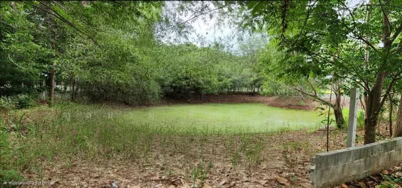 Land on Jenchopthit Road, Nang Ram Subdistrict, Prathai District, Nakhon Ratchasima Province, Nakhon Ratchasima, เจนจบทิศ, Nang Ram, Pra Thai, Nakhon Ratchasima, , 10,580 sqm, Land For Sale, by ภูสยาม ธัญปริภัทร์, 500564973 - DDproperty.com