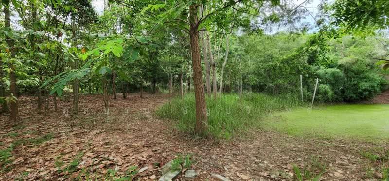 Land on Jenchopthit Road, Nang Ram Subdistrict, Prathai District, Nakhon Ratchasima Province, Nakhon Ratchasima, เจนจบทิศ, Nang Ram, Pra Thai, Nakhon Ratchasima, , 10,580 sqm, Land For Sale, by ภูสยาม ธัญปริภัทร์, 500564973 - DDproperty.com