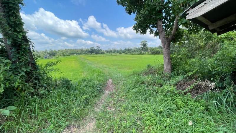 ที่ดินนายม อำนาจเจริญ, อำนาจเจริญ, นายม, เมืองอำนาจเจริญ, อำนาจเจริญ, 8,000 ตร.ม., ที่ดิน ขาย, โดย The Best Property บี, 500565549 - DDproperty.com