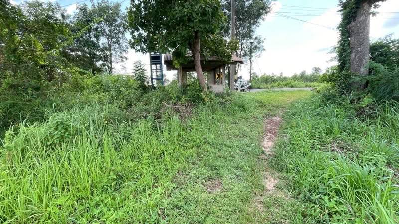 ที่ดินนายม อำนาจเจริญ, amnat-charoen, Na Yom, Muang Amnat Charoen, Amnat Charoen, , 8,000 sqm, Land For Sale, by The Best Property บี, 500565549 - DDproperty.com