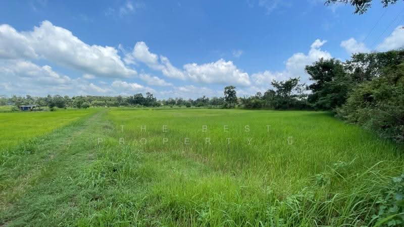 ที่ดินนายม อำนาจเจริญ, อำนาจเจริญ, นายม, เมืองอำนาจเจริญ, อำนาจเจริญ, 8,000 ตร.ม., ที่ดิน ขาย, โดย The Best Property บี, 500565549 - DDproperty.com