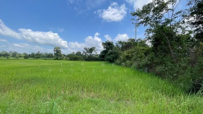 ที่ดินนายม อำนาจเจริญ, อำนาจเจริญ, นายม, เมืองอำนาจเจริญ, อำนาจเจริญ, 8,000 ตร.ม., ที่ดิน ขาย, โดย The Best Property บี, 500565549 - DDproperty.com