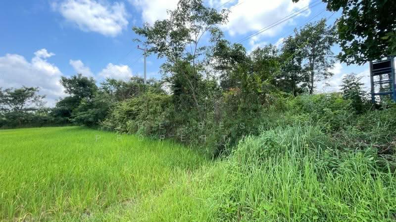 ที่ดินนายม อำนาจเจริญ, amnat-charoen, Na Yom, Muang Amnat Charoen, Amnat Charoen, , 8,000 sqm, Land For Sale, by The Best Property บี, 500565549 - DDproperty.com