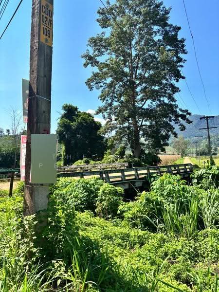 ที่ดินเชียงดาว เชียงใหม่, chiang-mai, Ping Khong, Chiang Dao, Chiang Mai, , 1,824 sqm, Land For Sale, by The Best Property ยุ้ย, 500566149 - DDproperty.com