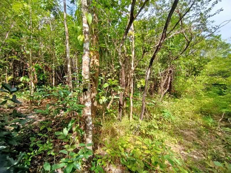 ที่ดินเชียงกลาง น่าน, น่าน, เปือ, เชียงกลาง, น่าน, 31,992 ตร.ม., ที่ดิน ขาย, โดย The Best Property เปี๊ยก , 500566436 - DDproperty.com